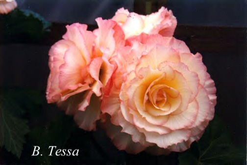 B. ‘Tessa’
